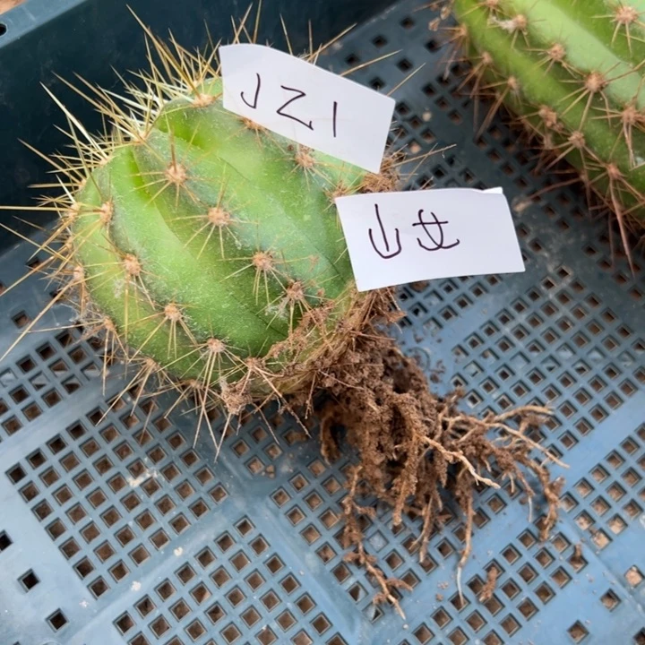 麦***子J21毛花柱仙女一颗25