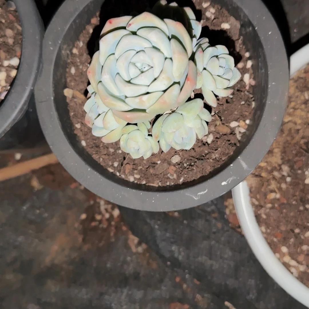 哈****哈哈哈哈哈哈哈哈哈哈