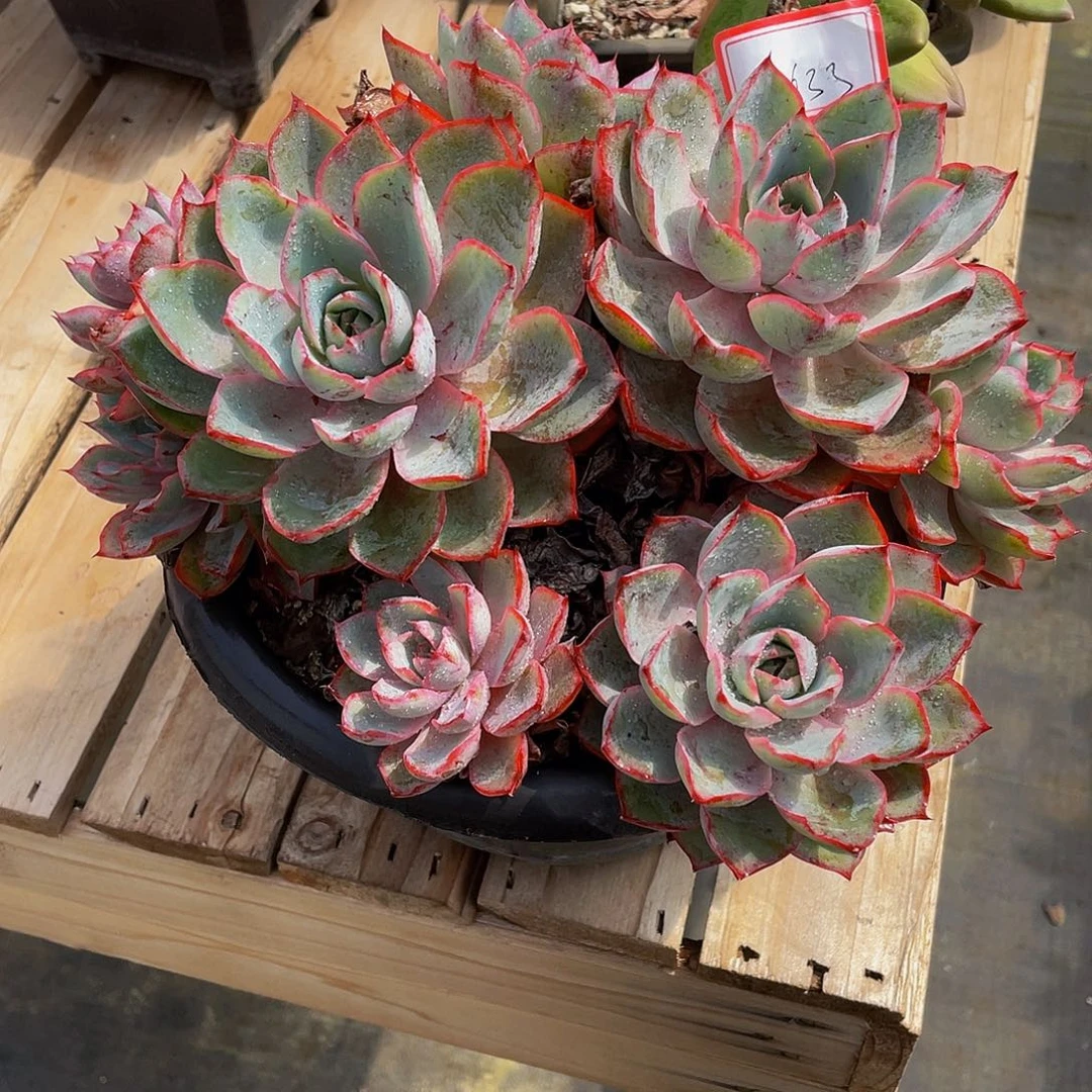 林***9赫拉多肉多肉植物