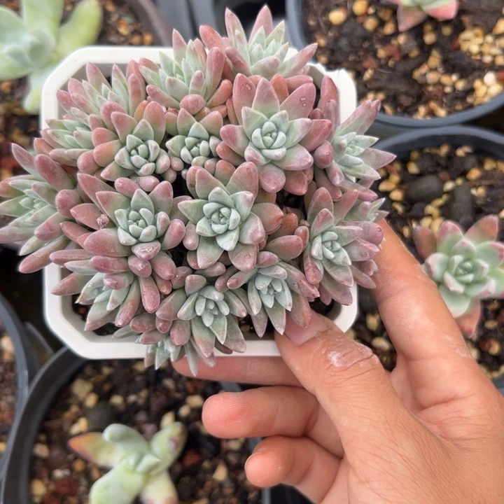 白菊～一物一拍776