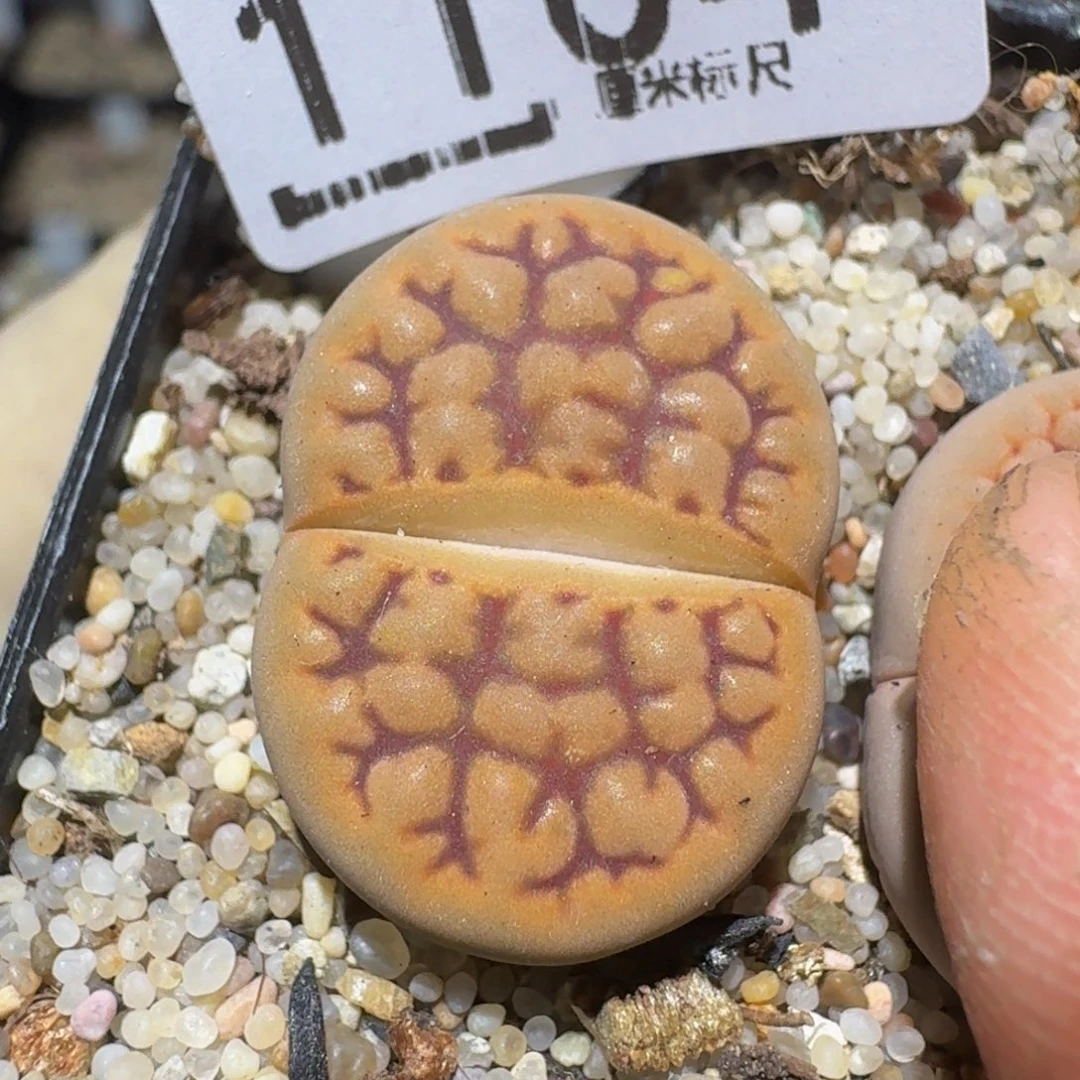 Zzzz精品生石花1104