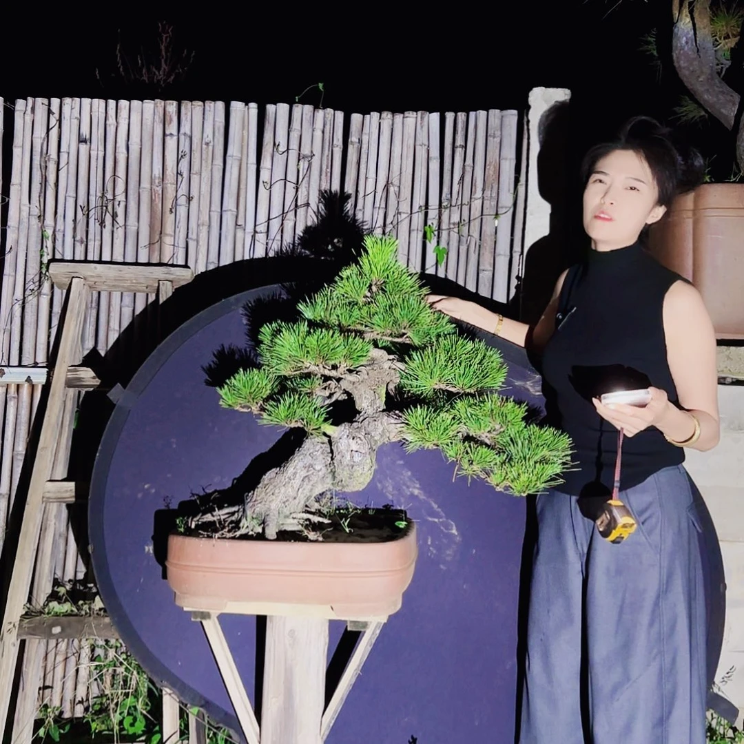 凯***架无花朵黑松盆景直播间