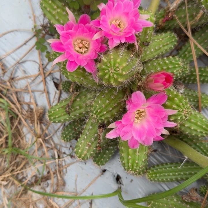 白檀仙人掌271群生587