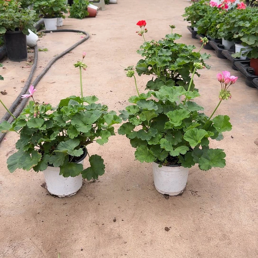 沈***英完全开放艾米丽亚✖️2