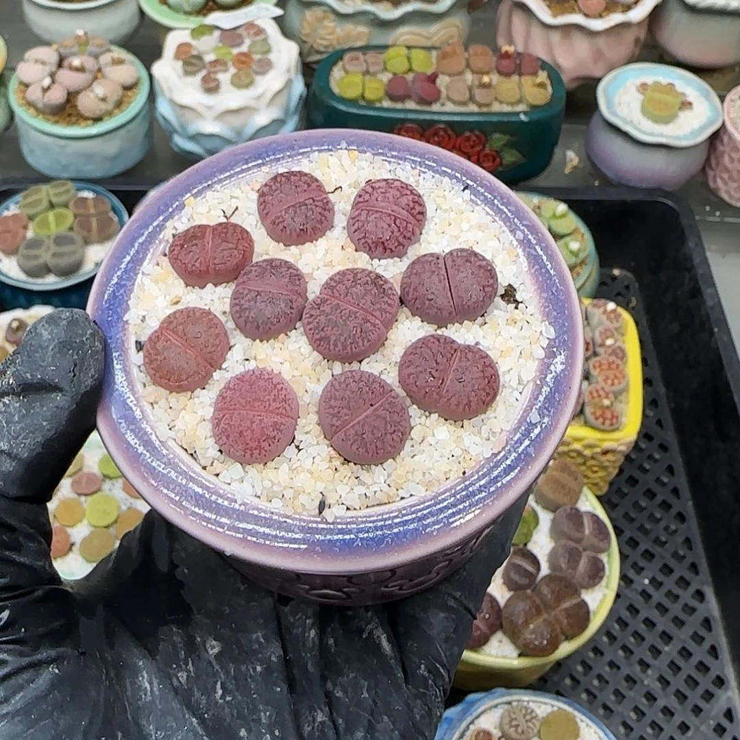 生石花满18包邮1118-267