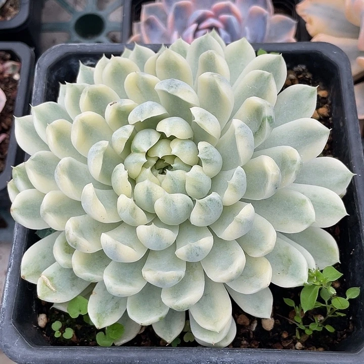 香草月影锦。锦龙一物一拍
