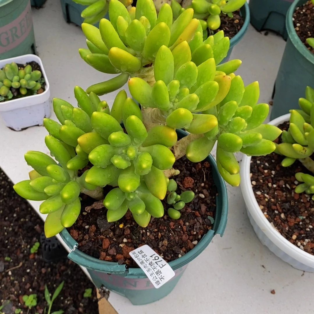 761金蟾芒果奶多肉16cm