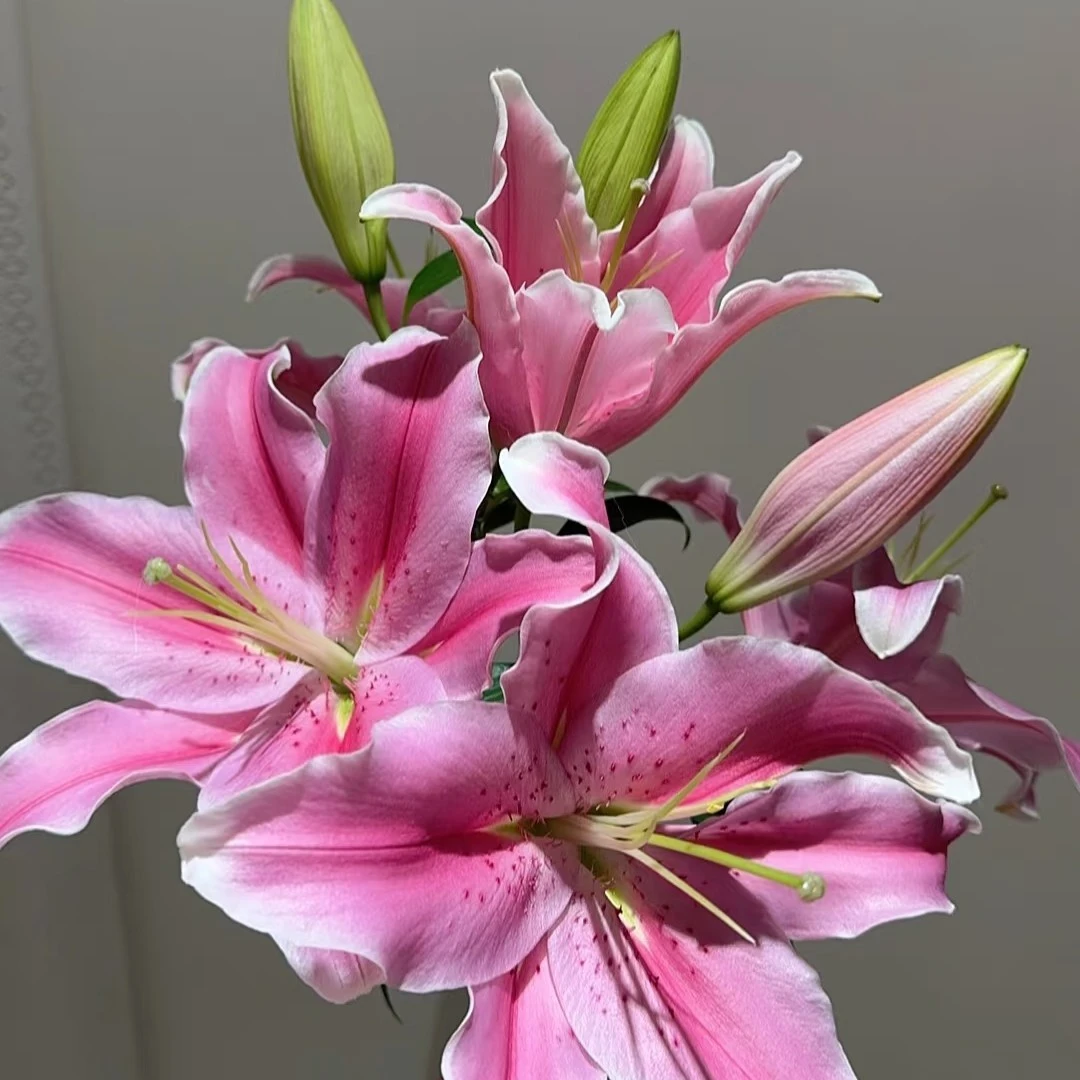 欣然专属『索邦2-3支不少于6-8个花苞』家居养花鲜花批发直播 全场两单顺丰包邮次日达 养护教程联系客服