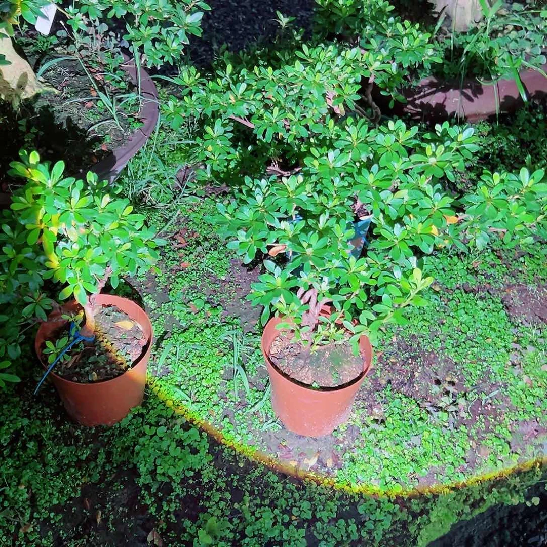 无花朵盆景皋月杜鹃若惠比须