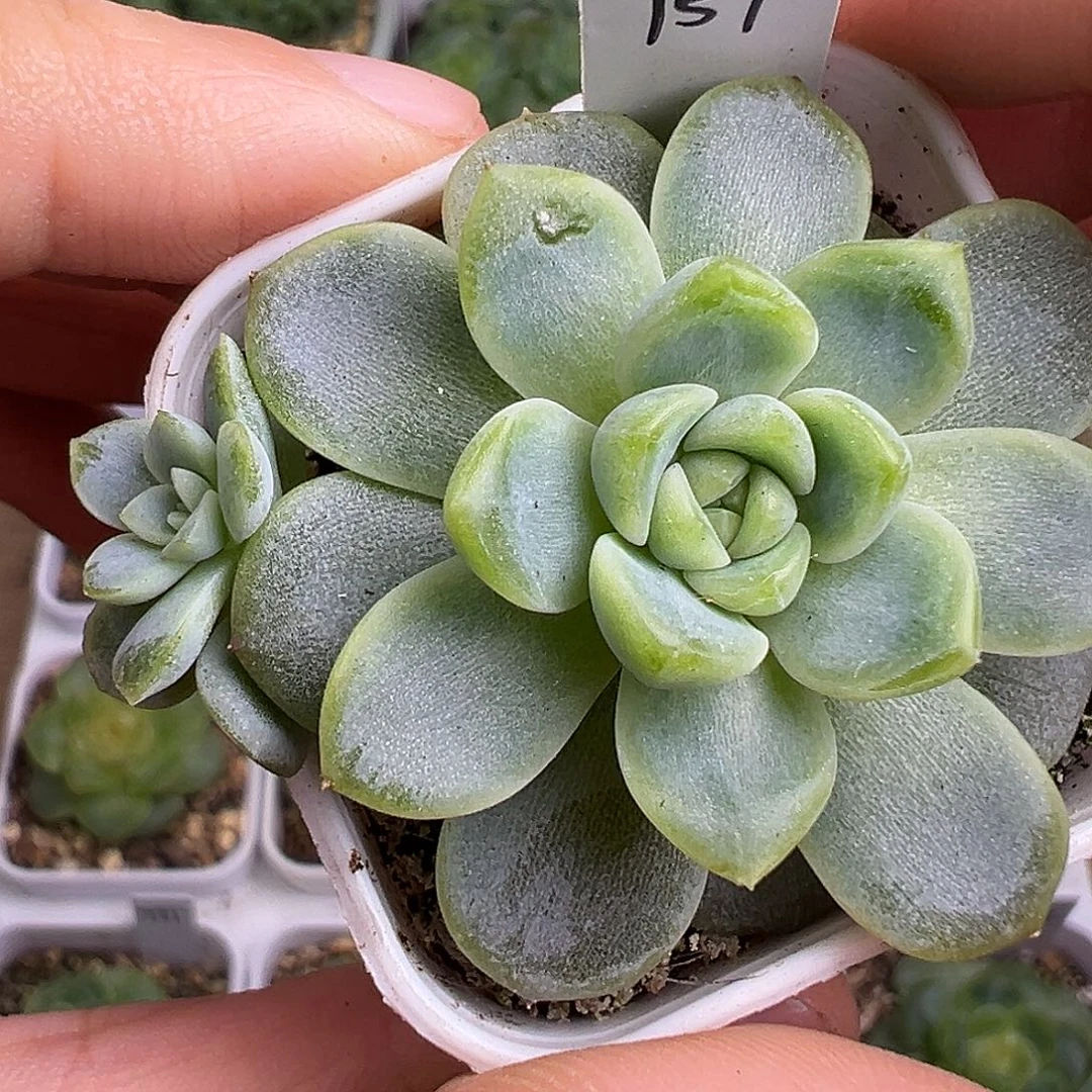 双头157甜心。福利。