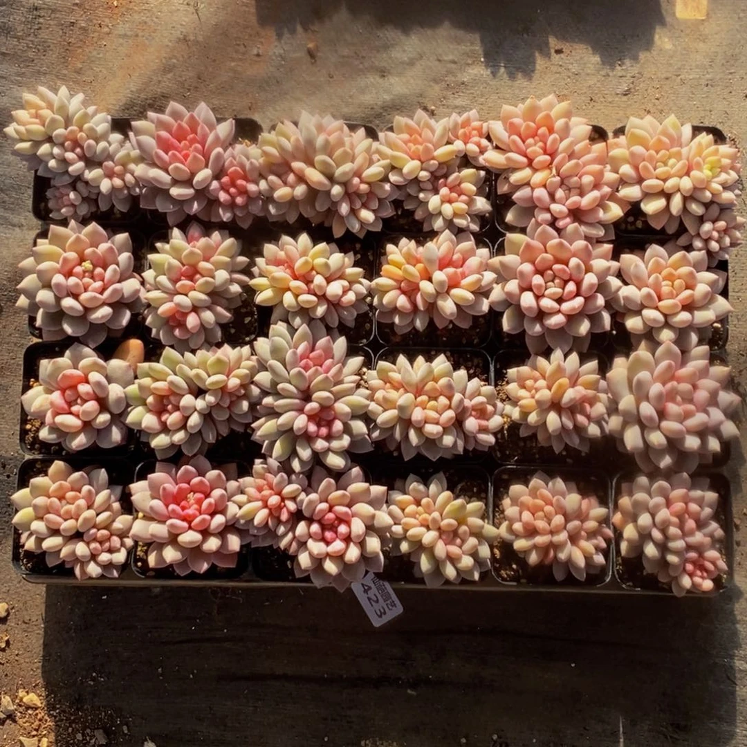 天****6423多肉植物保护研究所所长的介绍