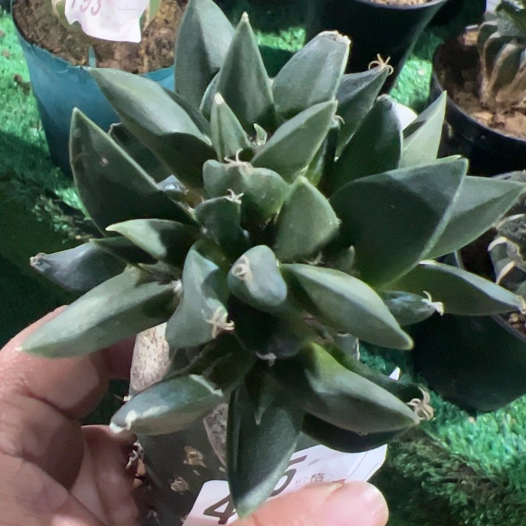 赤花龙芽牡丹群415