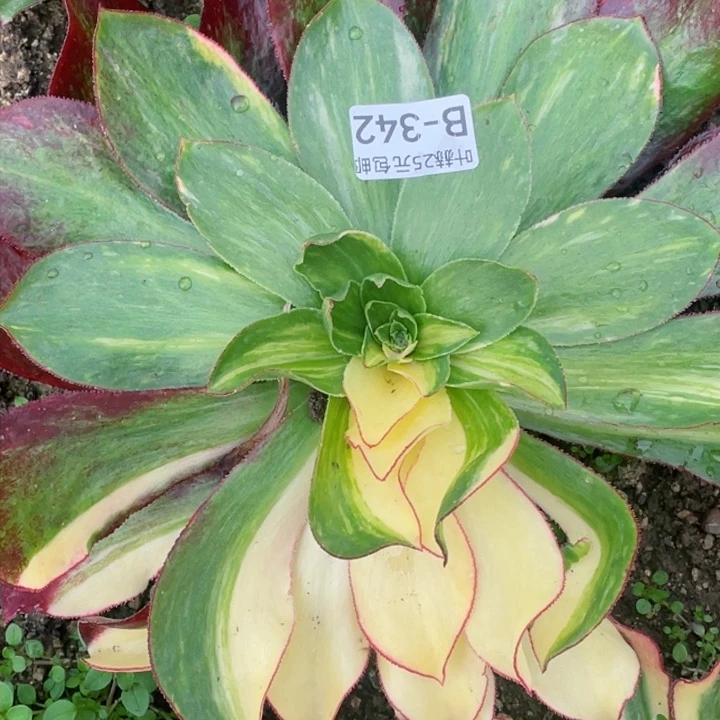 342魅影七彩砍头12345678