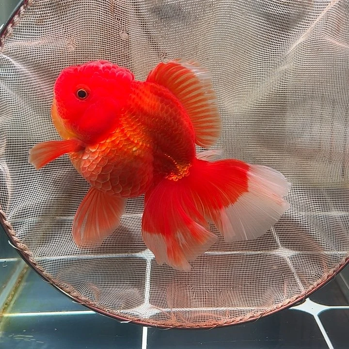 海水鱼百褶台式压成47