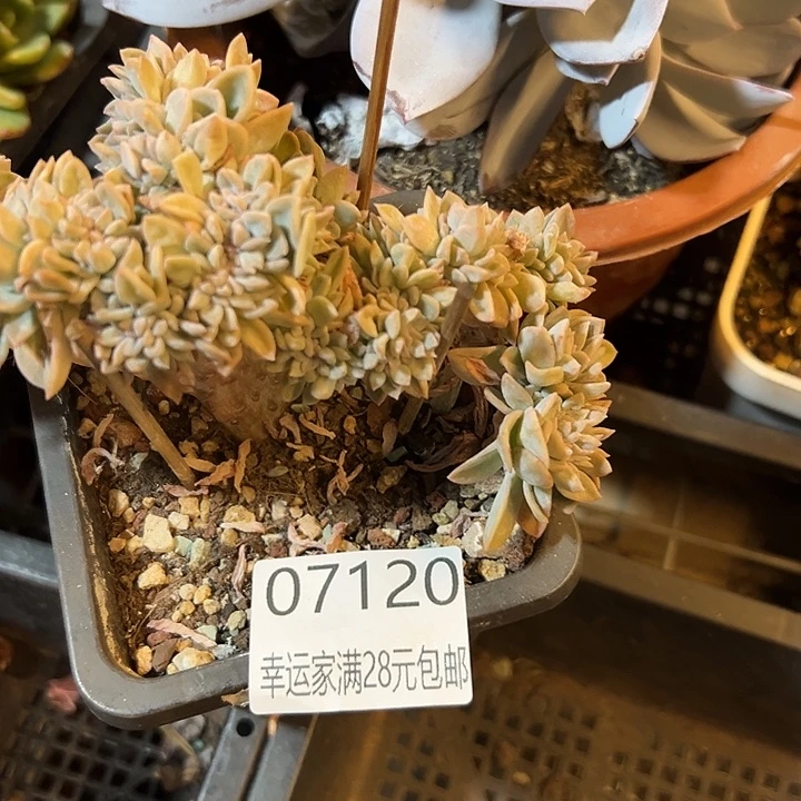 幸运的是我还没遇到你的