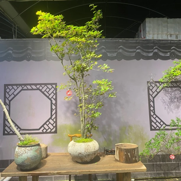 《四季.盆景》海岛石枫精品老桩盆景