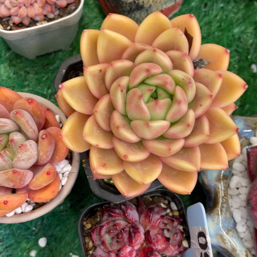 ****檬多肉植物盆栽植物