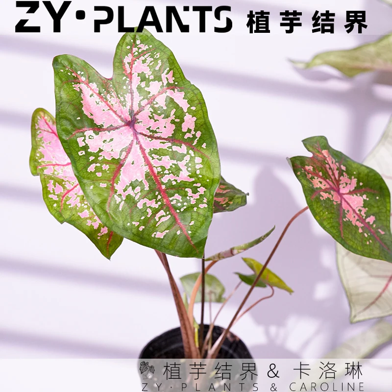 「植芋结界」卡洛琳彩叶芋育苗盆泰国美人INS风桌面观叶植物盆栽