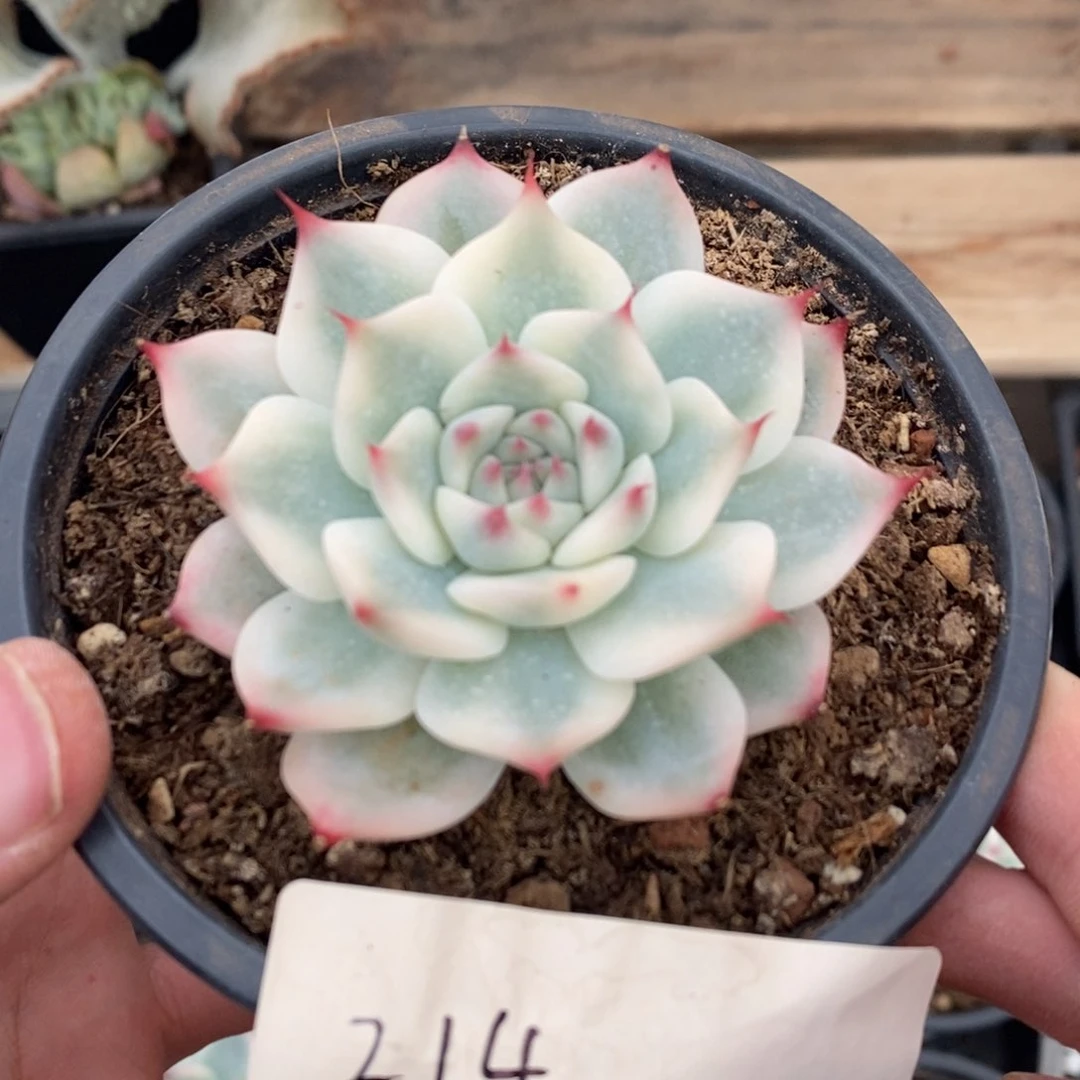 吉娃娃锦多肉植物214号