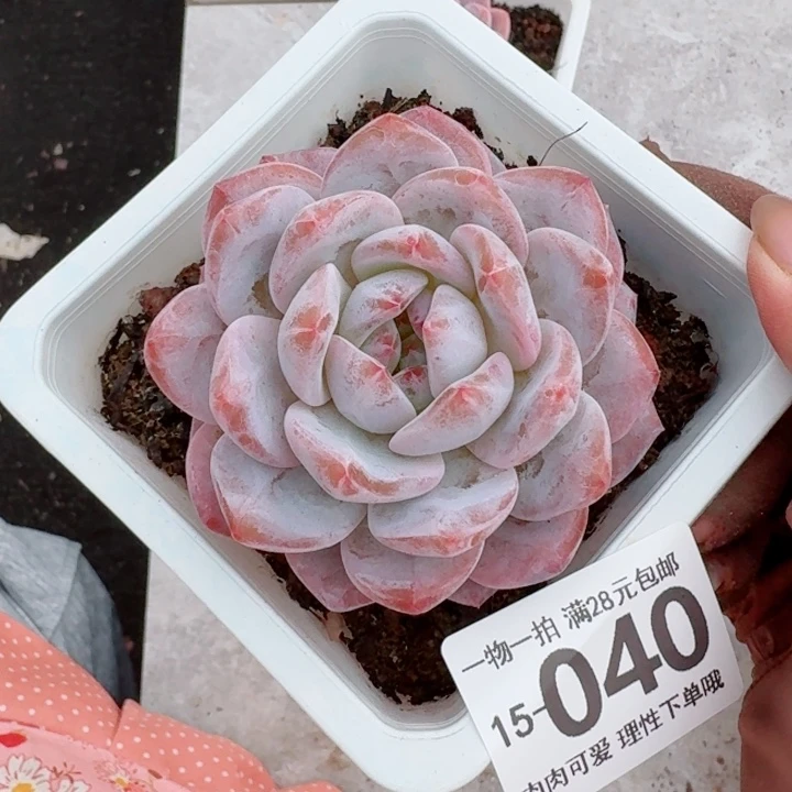 橙梦露无盆土发货多肉多