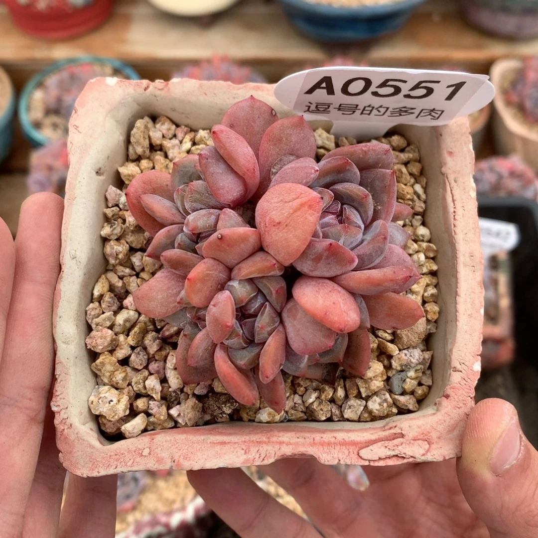 A0551 石榴籽朵缀 有砍 7cm