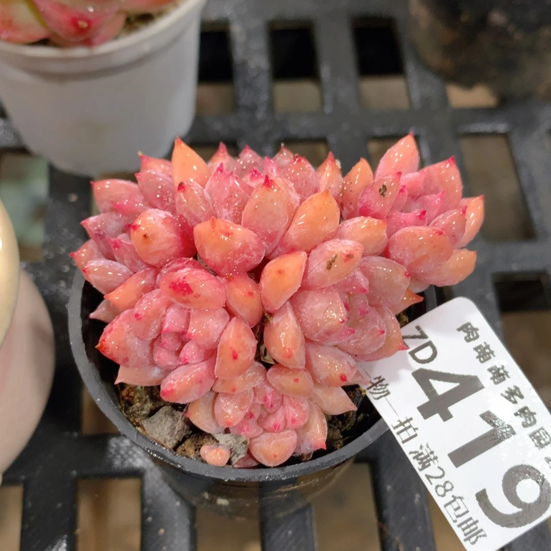 肉萌萌拇指盆精控多肉ZD419