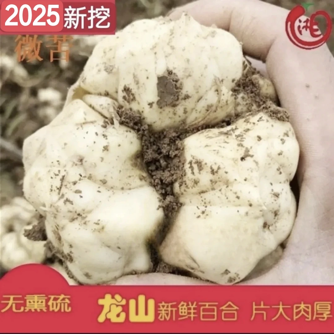 2025龙山新鲜百合特产纯农家食用无硫百合苦百合