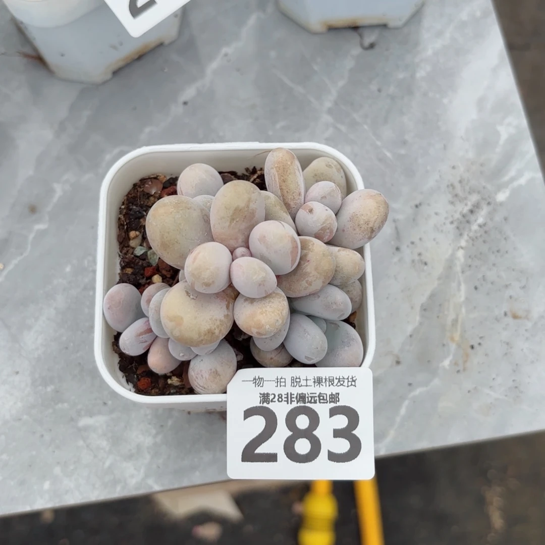 奶酪老桩无盆土发货