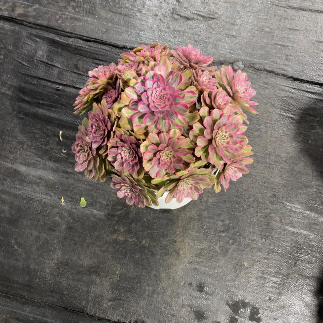 月**弯漂亮漂亮漂亮漂亮