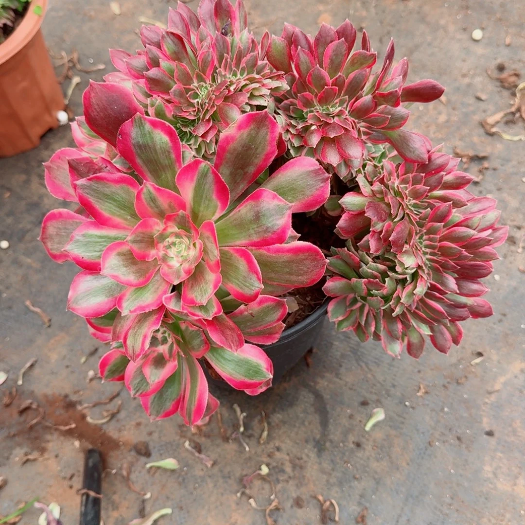 月***圆671粉女郎 缀化多肉植物满28包邮