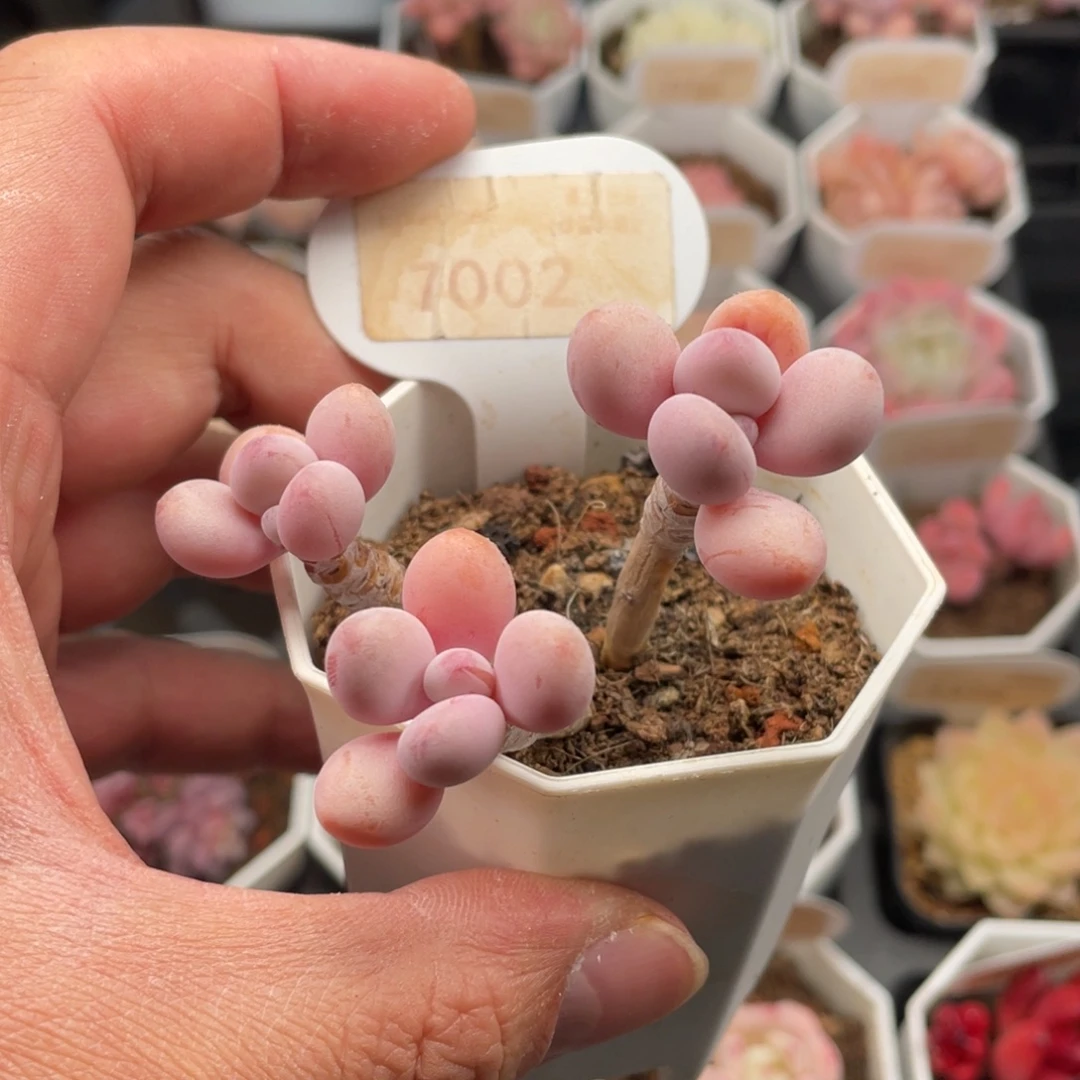 亚美桃蛋7002-7厘米