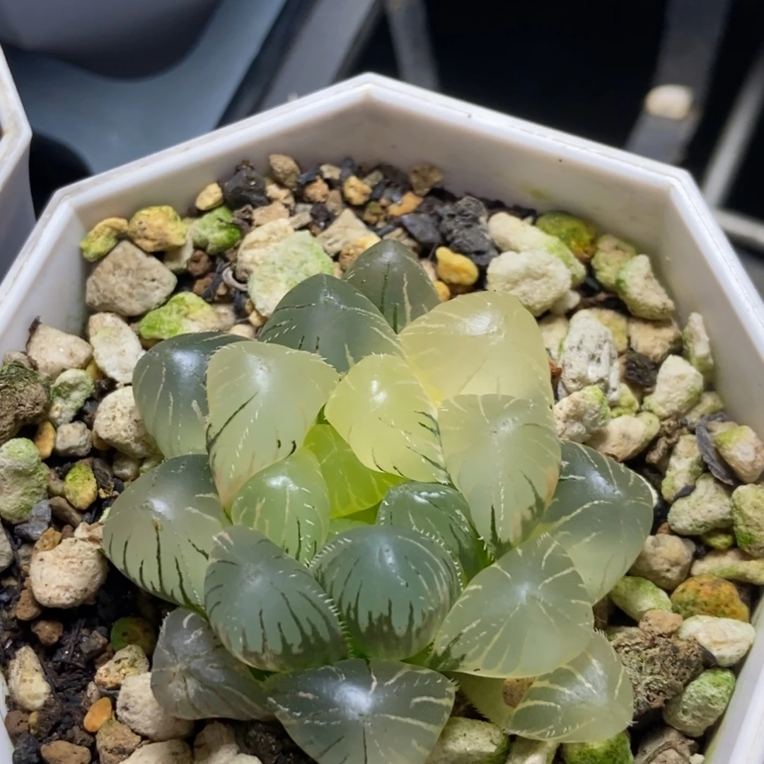 实生极上斑玉露锦一物一拍