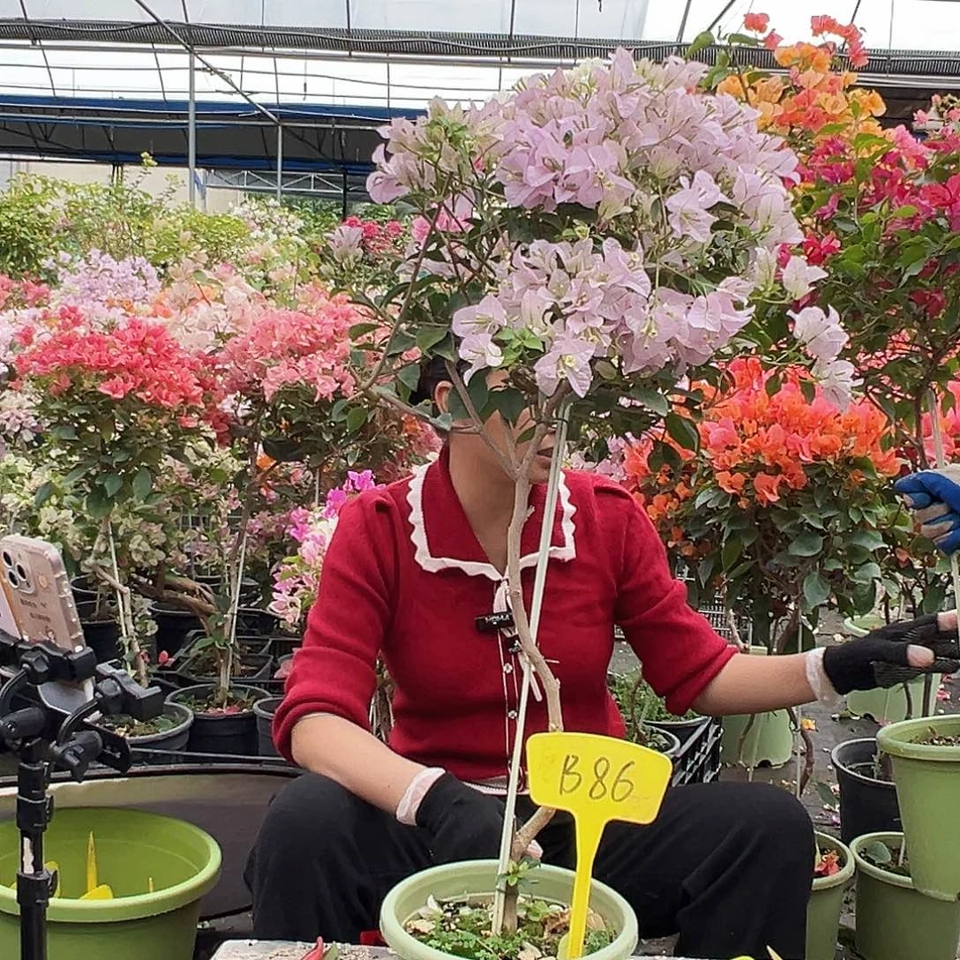 木***律大部分花苞少量开放B86苹果花