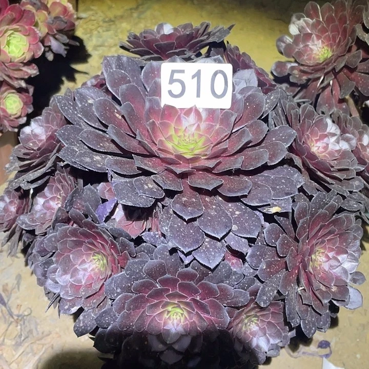 多肉植物法师510黑铜壶中班