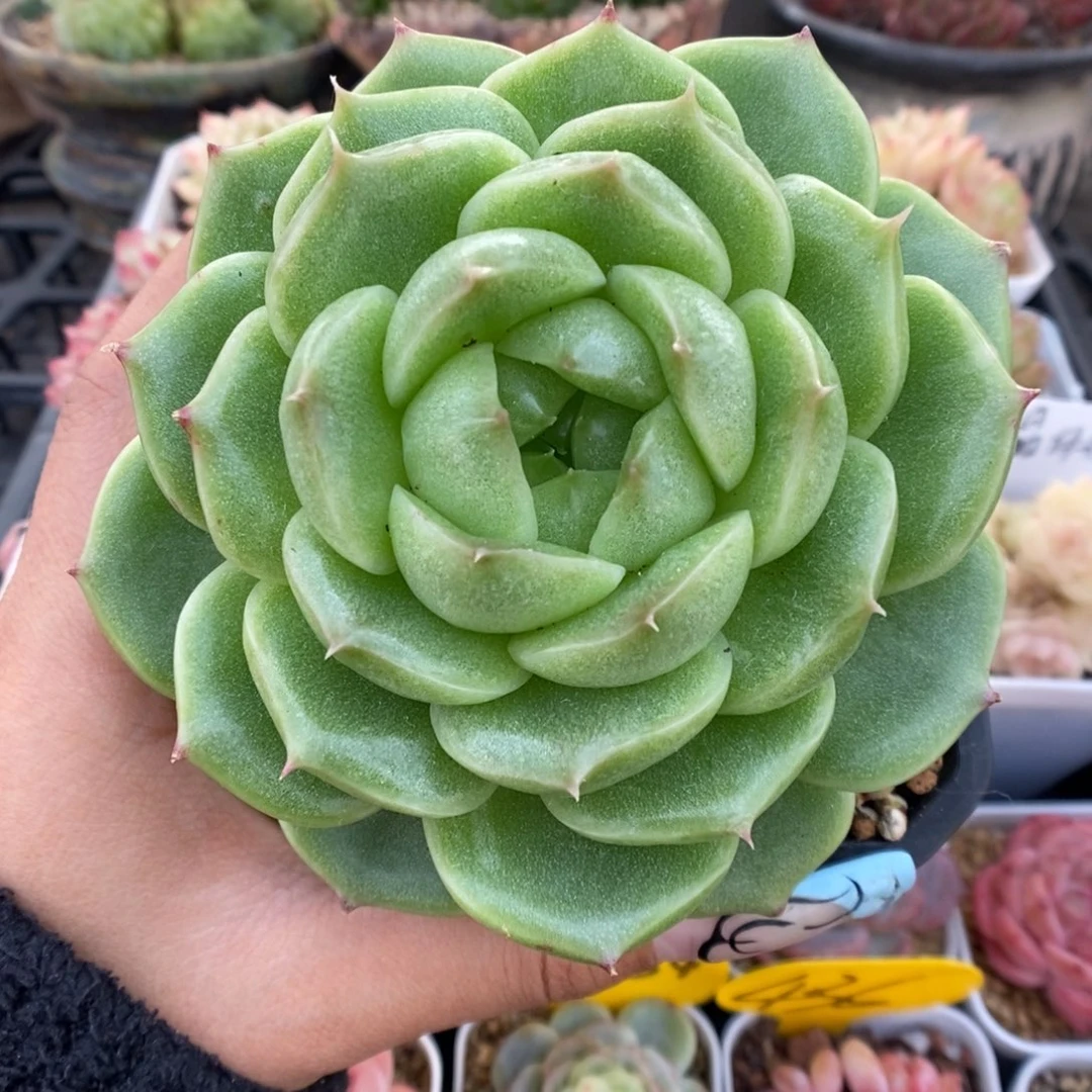 油透麦秆可拍463号。