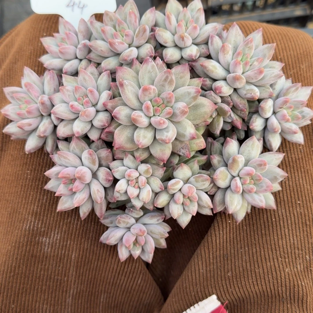 一物一拍红体虞美人44