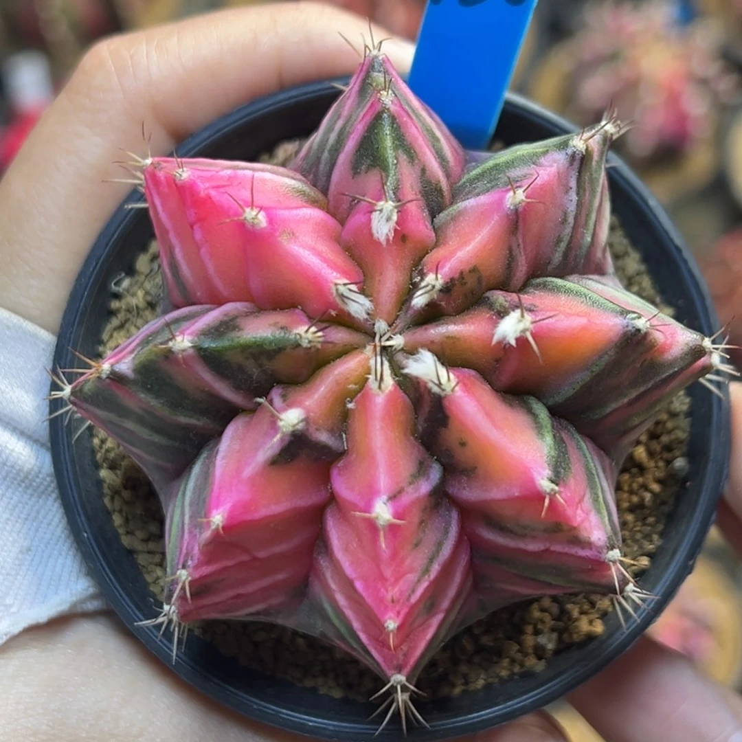 泰系实生米哈锦150