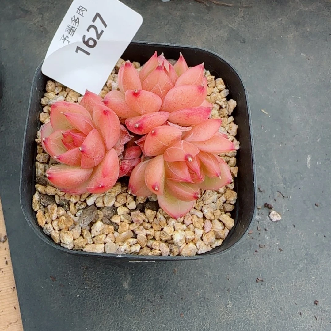 黄玉珍妮，1627多肉植物