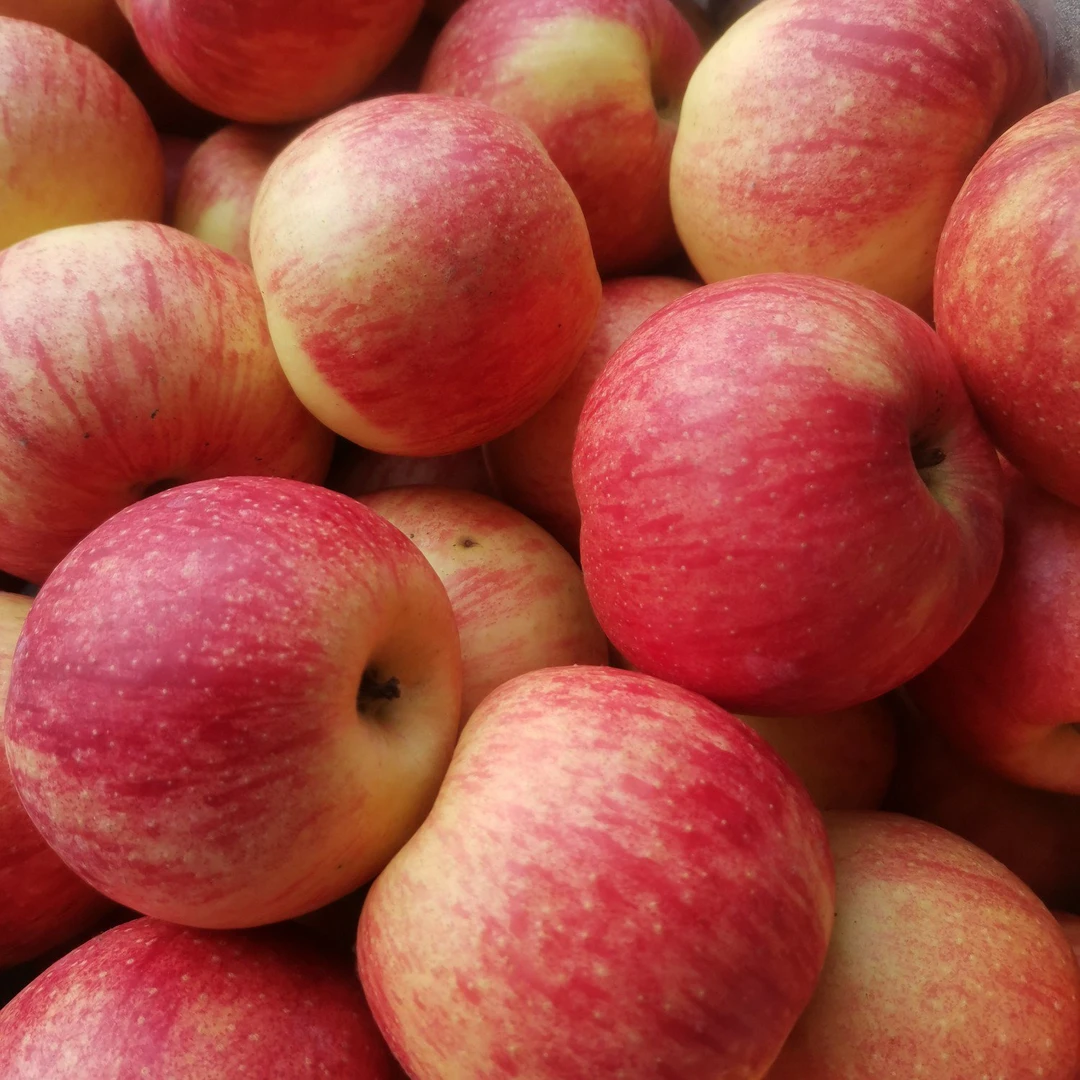 陕西洛川红富士苹果新鲜应季脆甜多汁产地直发