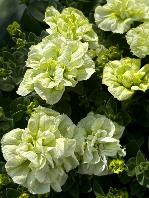 【重瓣矮牵牛】花期长 好养护 花量大 花色丰富