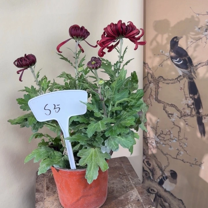 完全开放S55555555