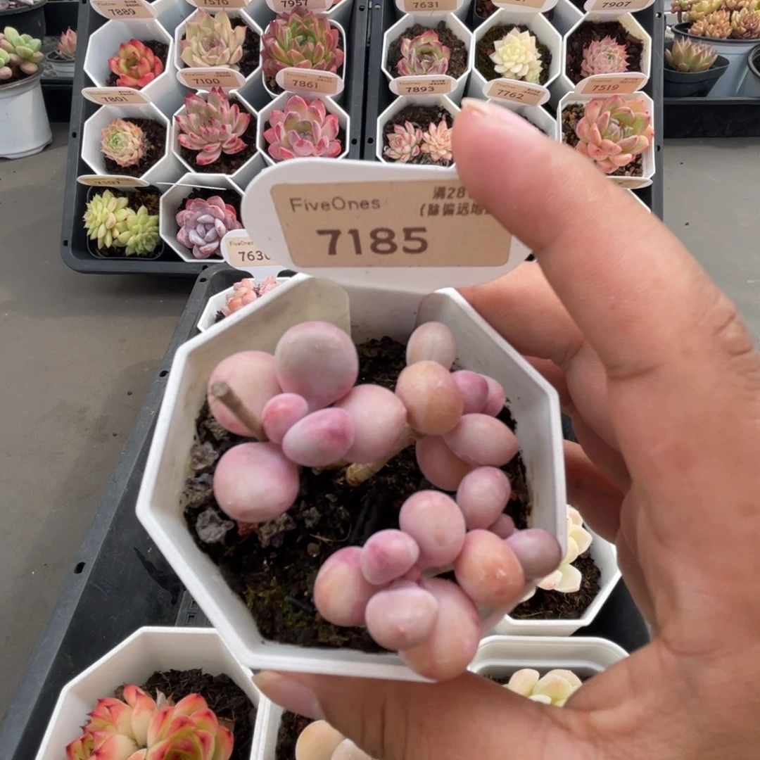 7185桃蛋  4.0厘米