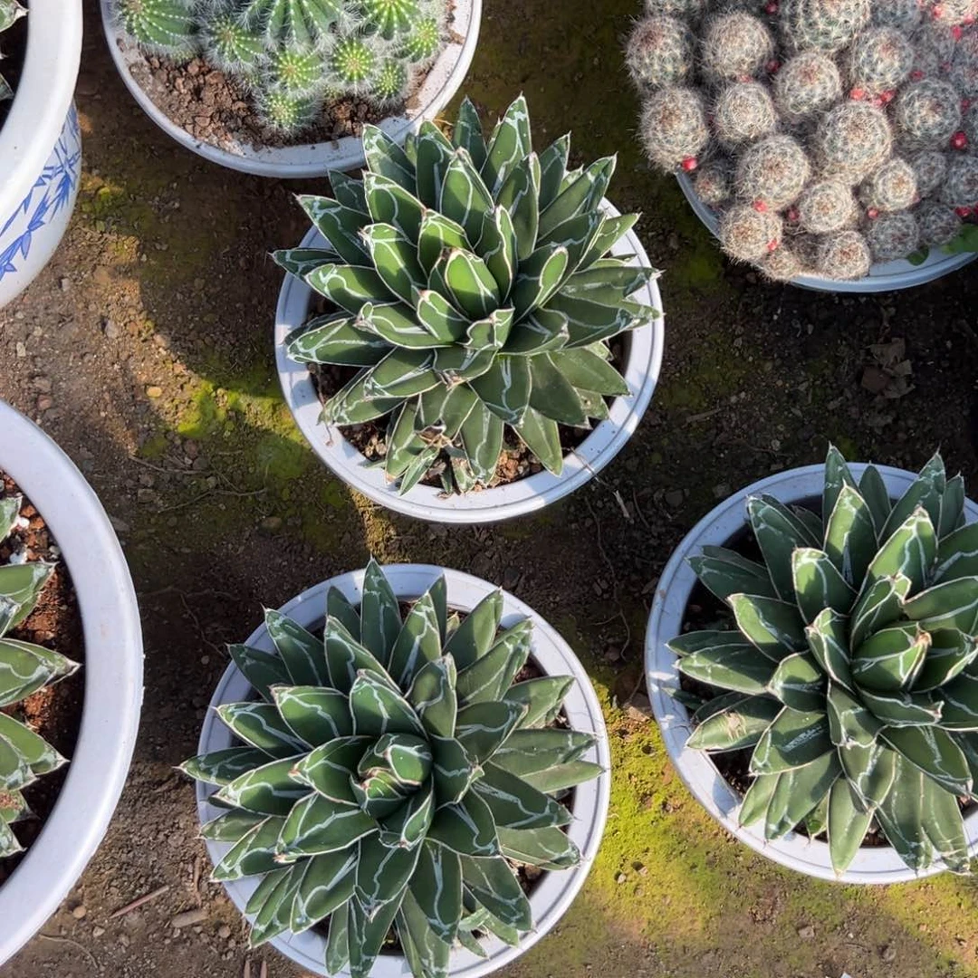 屉之雪随机一颗。