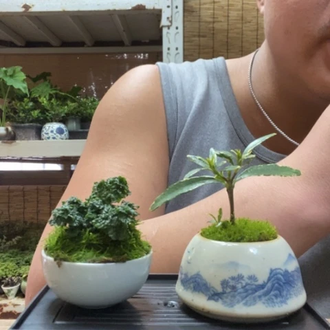 红陶一物一拍所见即所得25