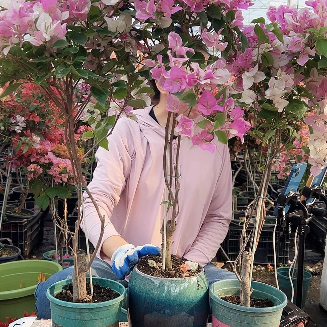 大部分花苞少量开放广红樱带竹一棵棒棒糖型