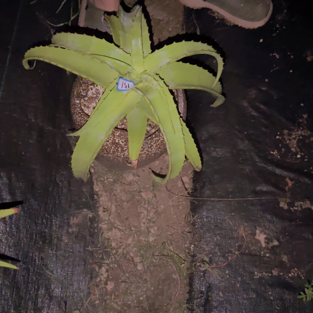J***y块根植物块根植物