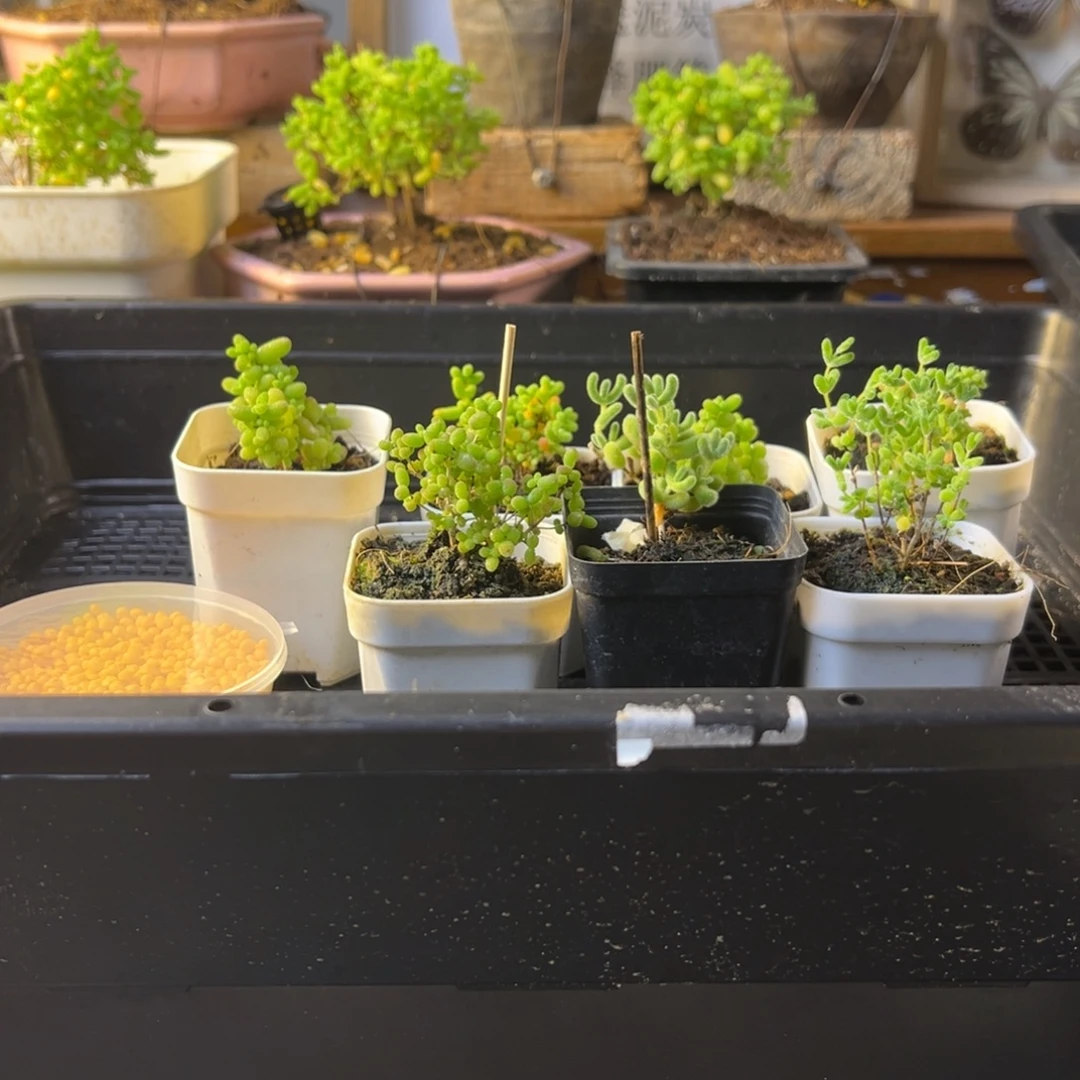 小****枝干番杏多肉植物399