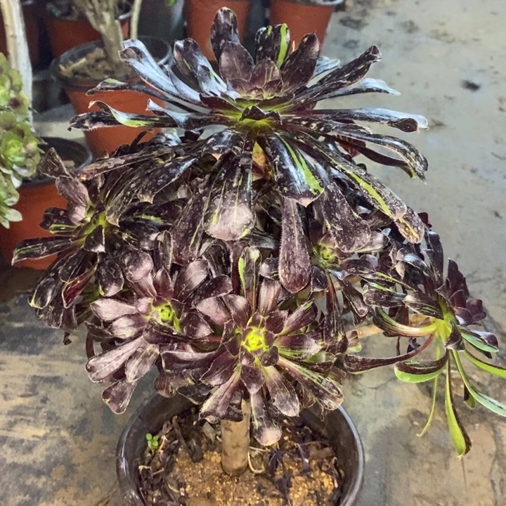 水墨丹青多肉植物31