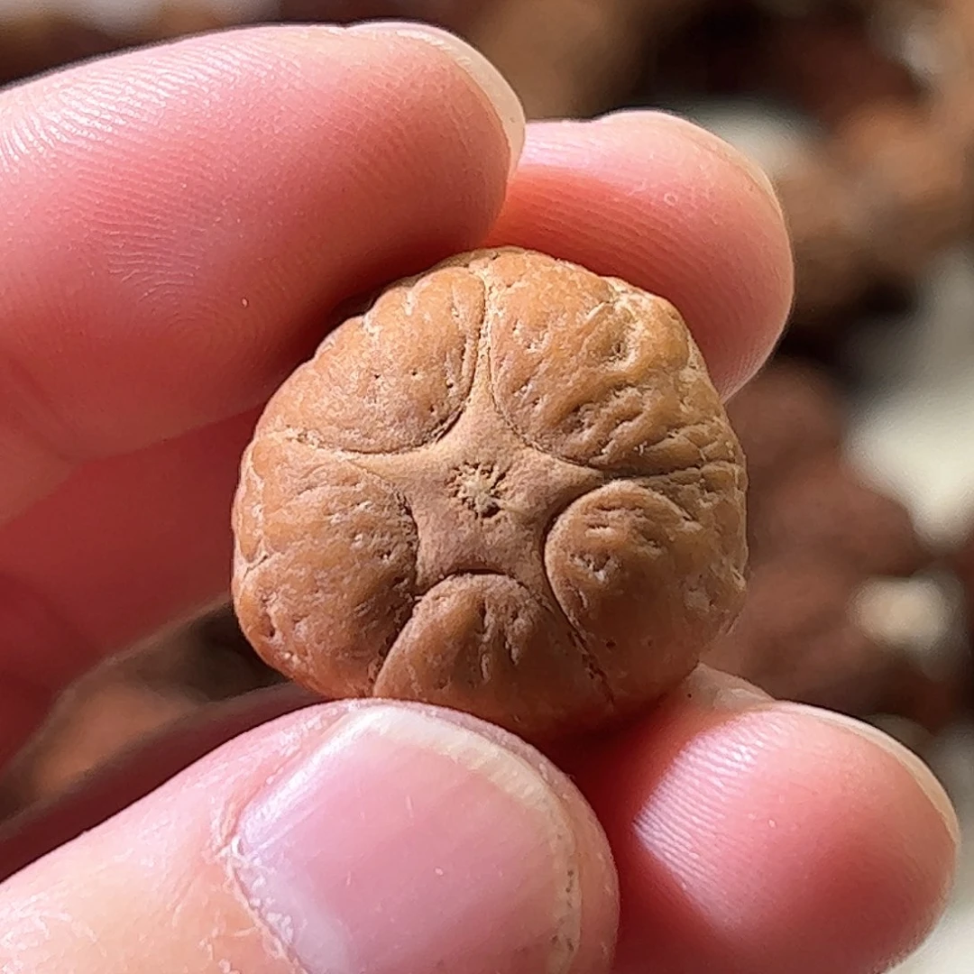 凤眼菩提吊坠妖**鹏