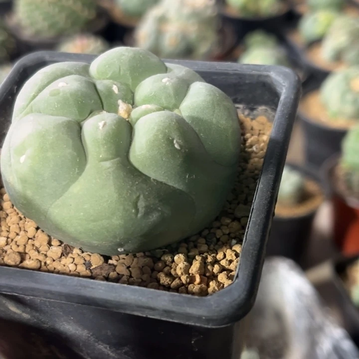 亦***兮草球落地仙人球开花